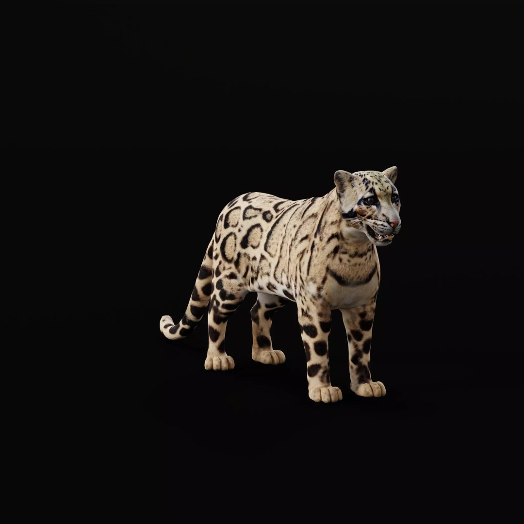 Clouded Leopard 3D Model – Mid Poly Game Ready Character, FBX - View 2