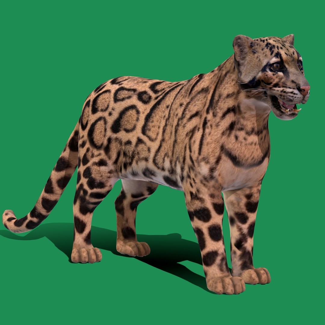 Clouded Leopard 3D Model – Mid Poly Game Ready Character, FBX - View 21