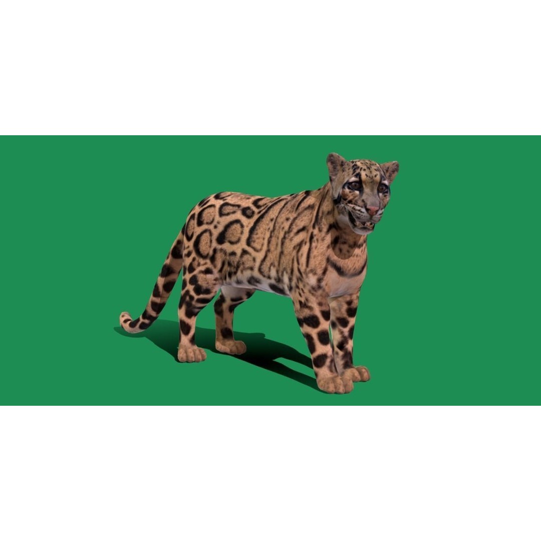 Clouded Leopard 3D Model – Mid Poly Game Ready Character, FBX - View 22