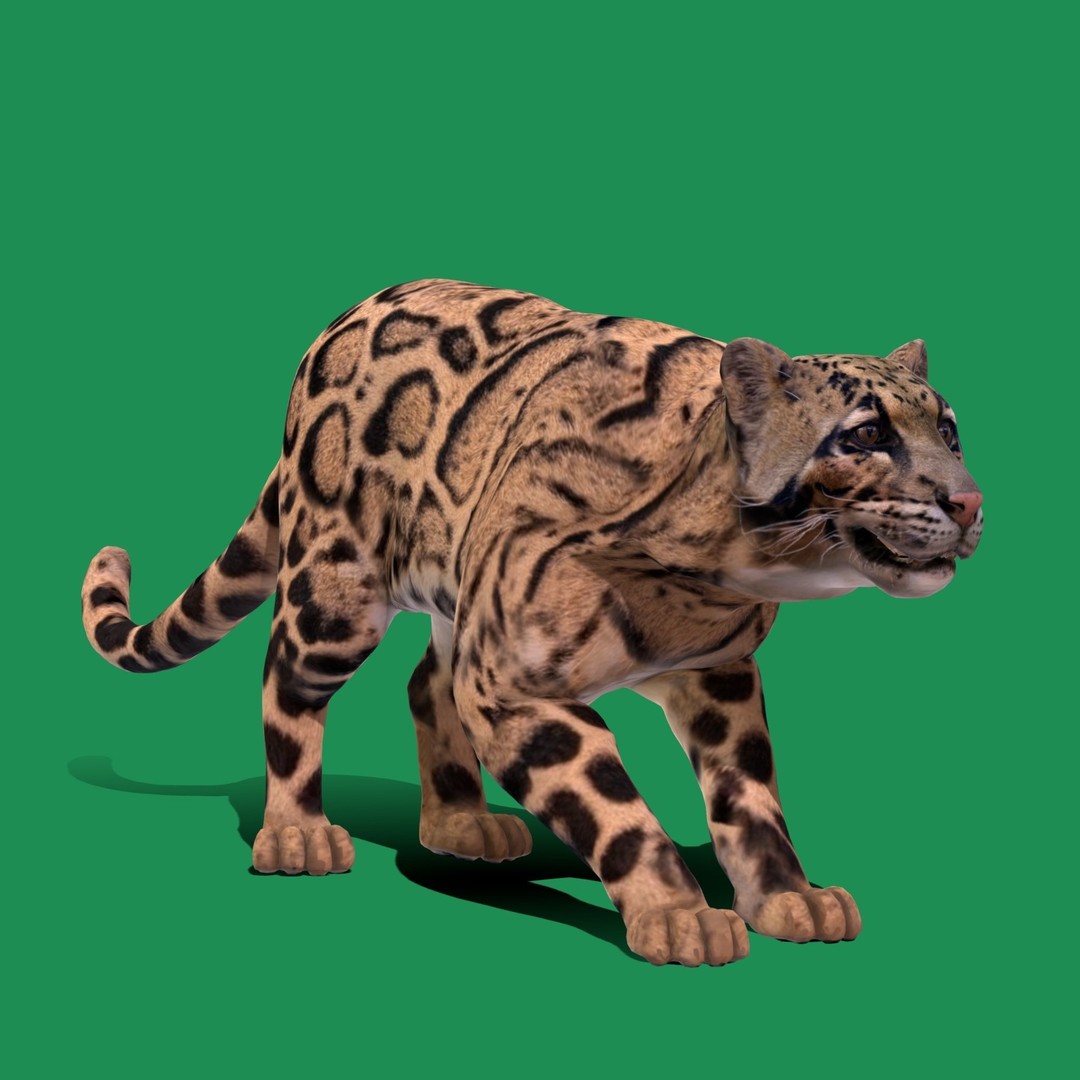 Clouded Leopard 3D Model – Mid Poly Game Ready Character, FBX - View 23
