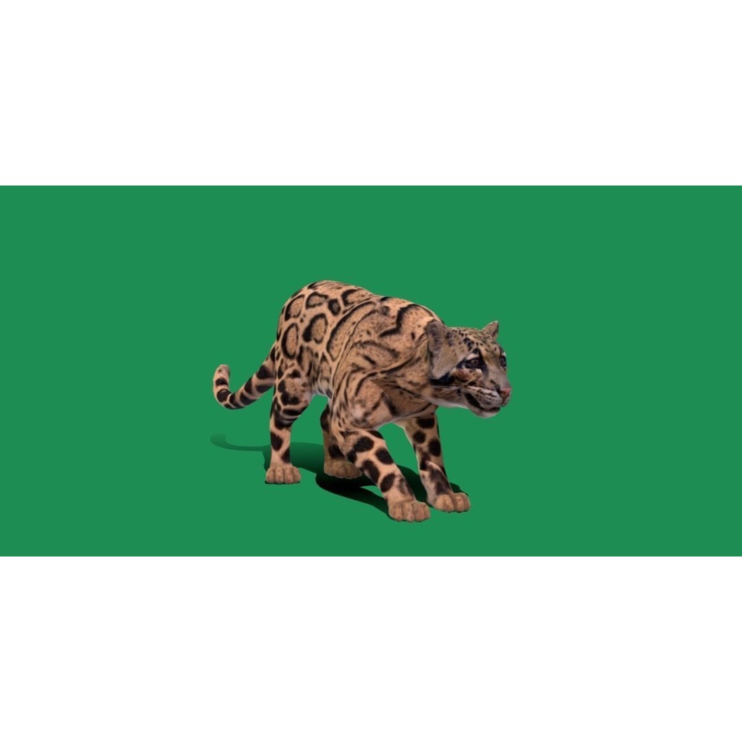 Clouded Leopard 3D Model – Mid Poly Game Ready Character, FBX - View 24