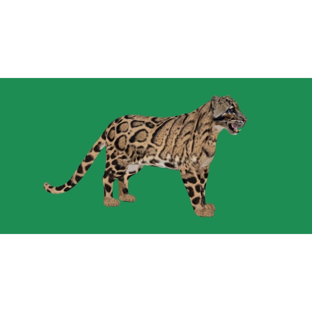 Clouded Leopard 3D Model – Mid Poly Game Ready Character, FBX - View 27