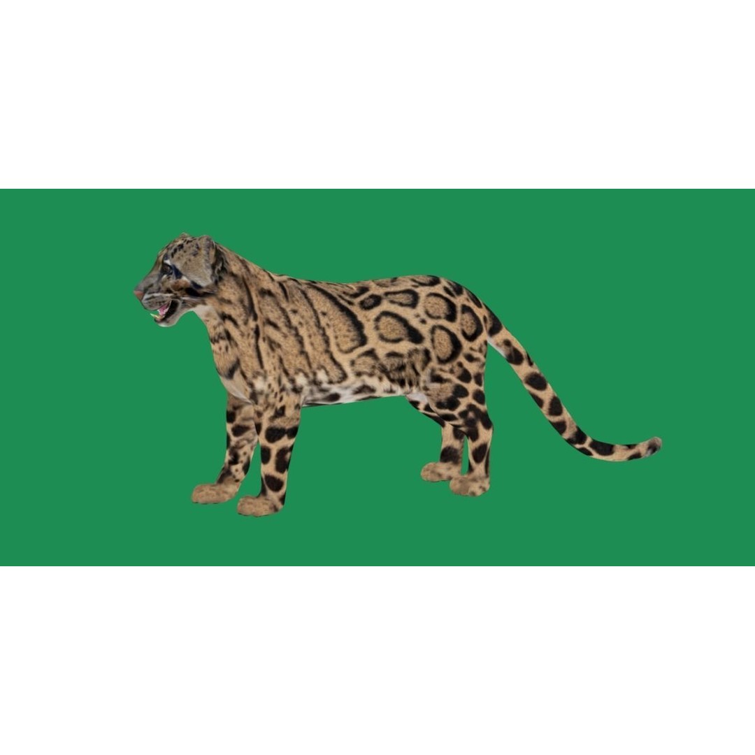 Clouded Leopard 3D Model – Mid Poly Game Ready Character, FBX - View 28
