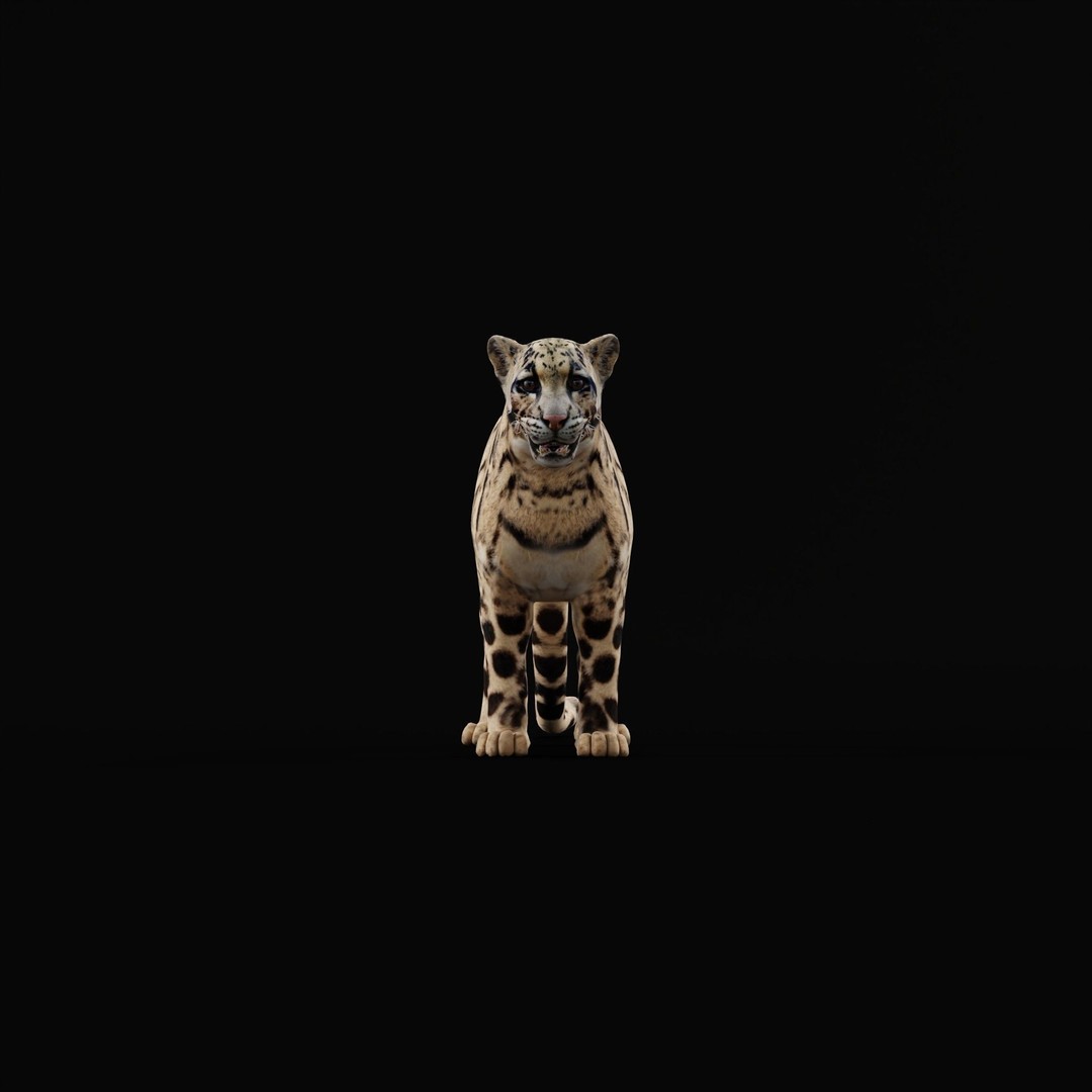 Clouded Leopard 3D Model – Mid Poly Game Ready Character, FBX - View 4