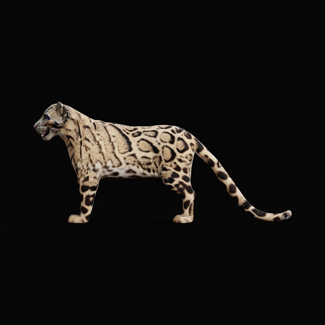 Clouded Leopard 3D Model – Mid Poly Game Ready Character, FBX - View 5