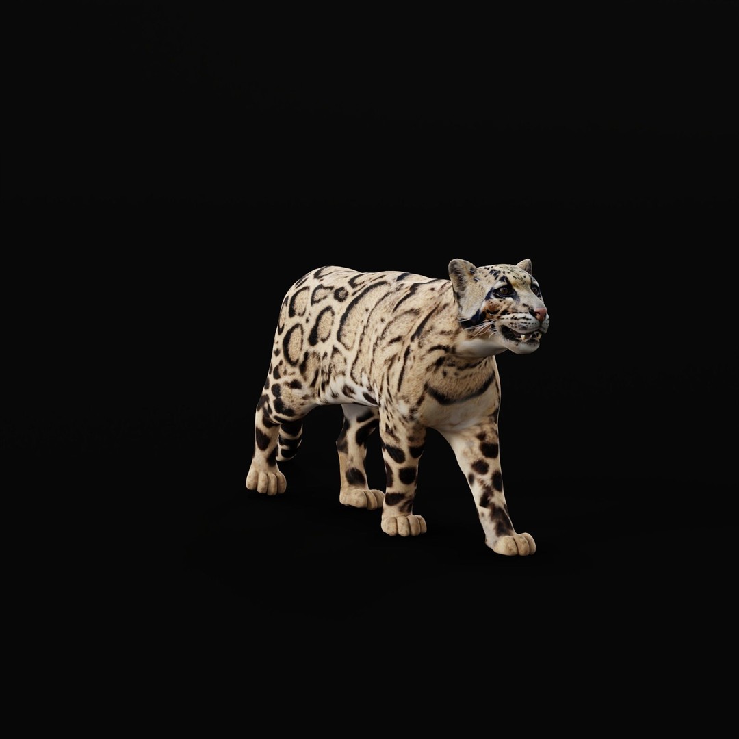 Clouded Leopard 3D Model – Mid Poly Game Ready Character, FBX - View 7
