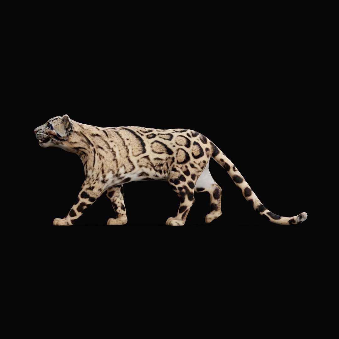 Clouded Leopard 3D Model – Mid Poly Game Ready Character, FBX - View 8