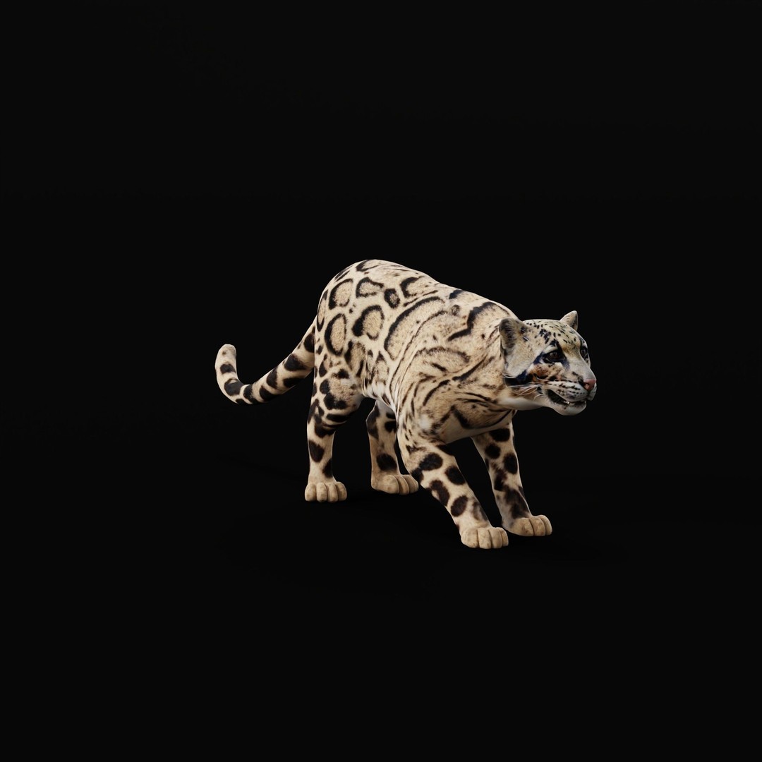 Clouded Leopard 3D Model – Mid Poly Game Ready Character, FBX - View 9
