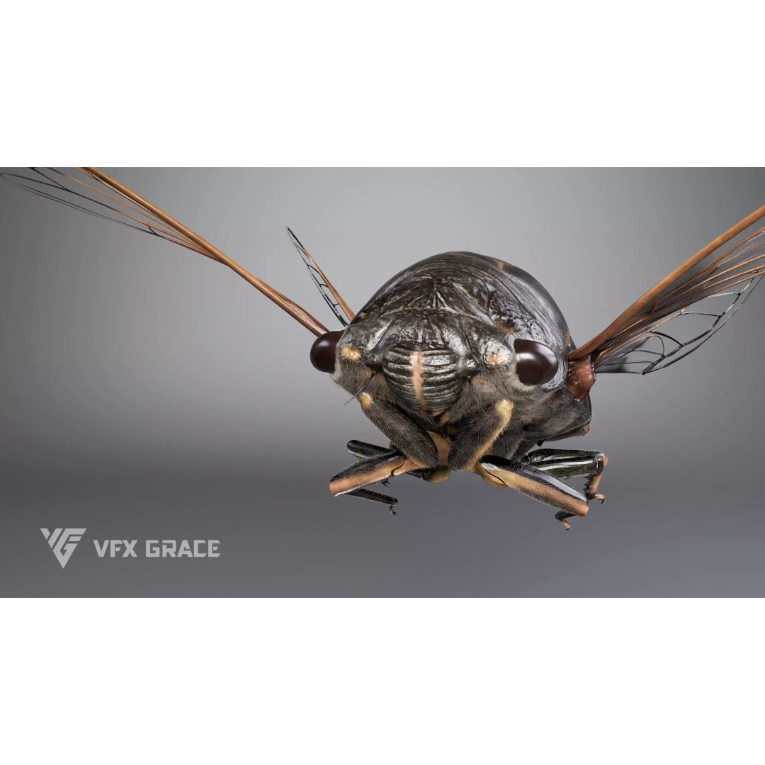 Cicada 3D Model – Rigged XGen Insect for Animation, Maya - View 10
