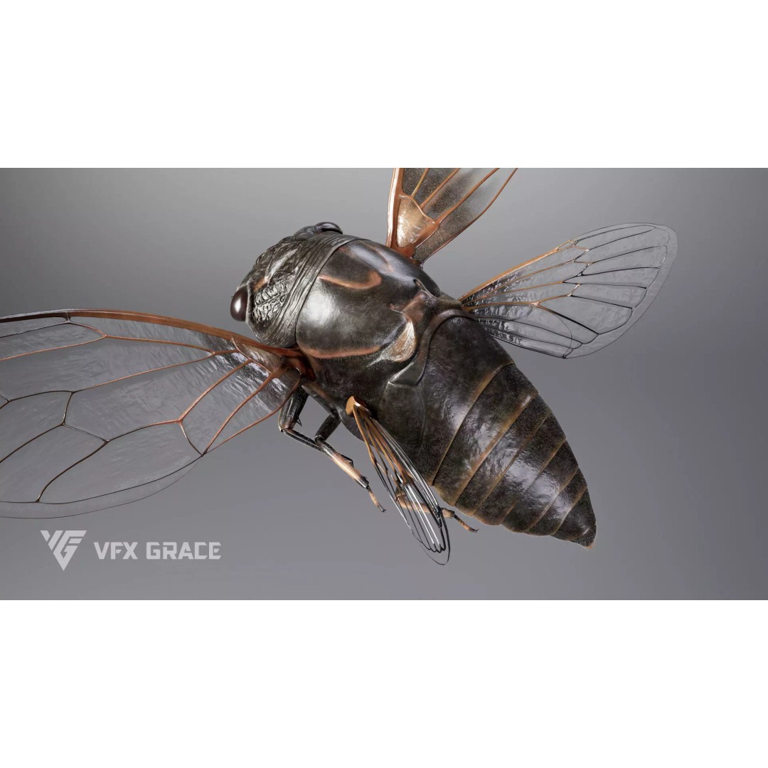 Cicada 3D Model – Rigged XGen Insect for Animation, Maya - View 11