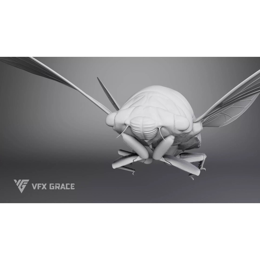 Cicada 3D Model – Rigged XGen Insect for Animation, Maya - View 12