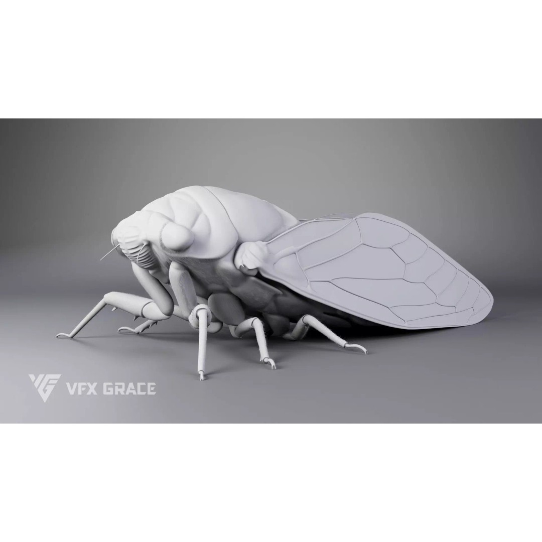 Cicada 3D Model – Rigged XGen Insect for Animation, Maya - View 13