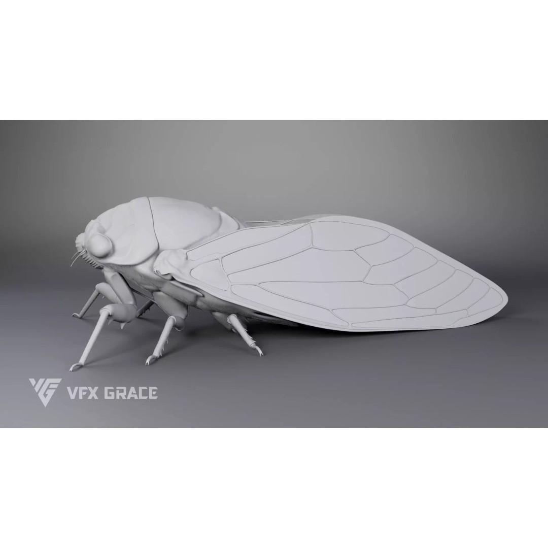 Cicada 3D Model – Rigged XGen Insect for Animation, Maya - View 14