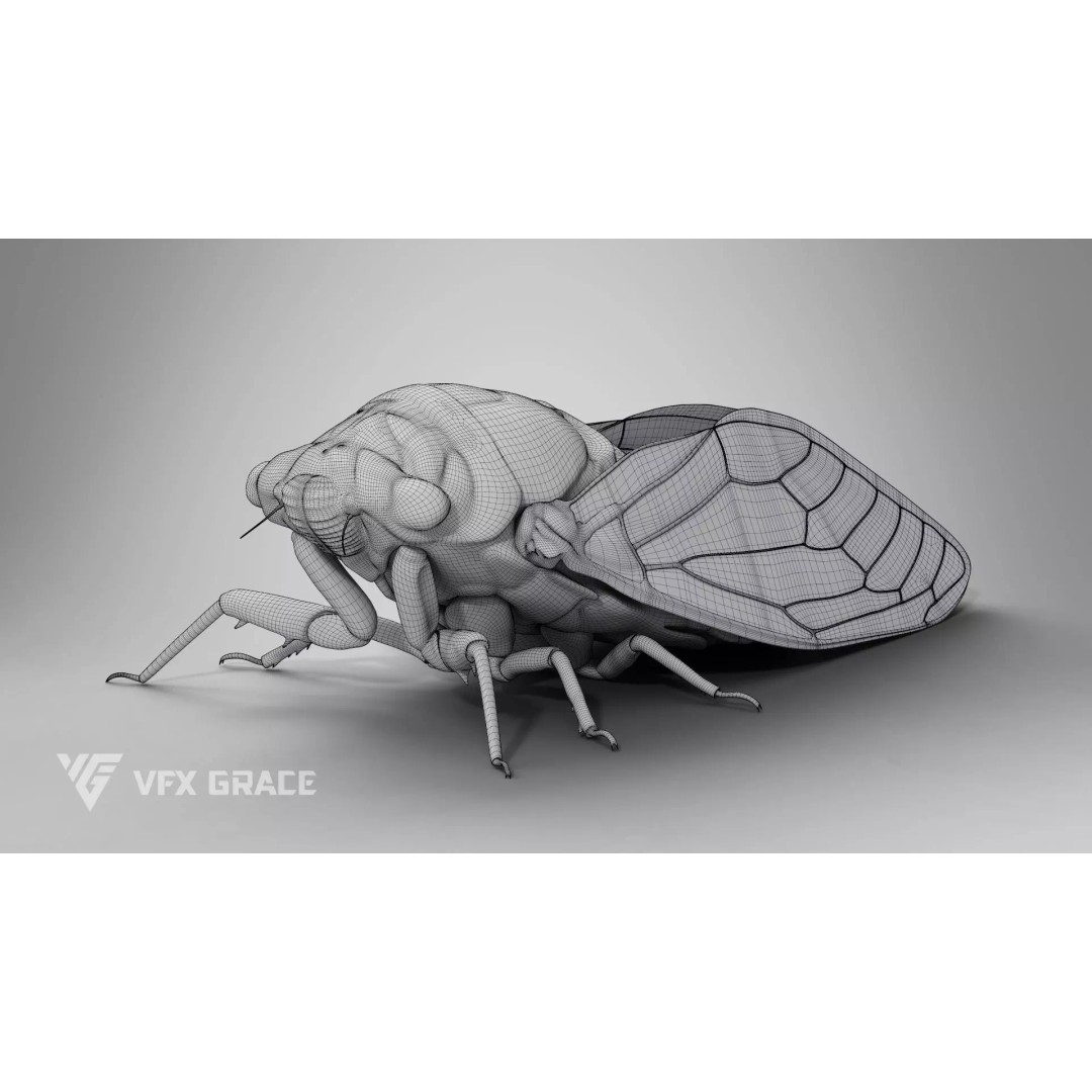Cicada 3D Model – Rigged XGen Insect for Animation, Maya - View 16