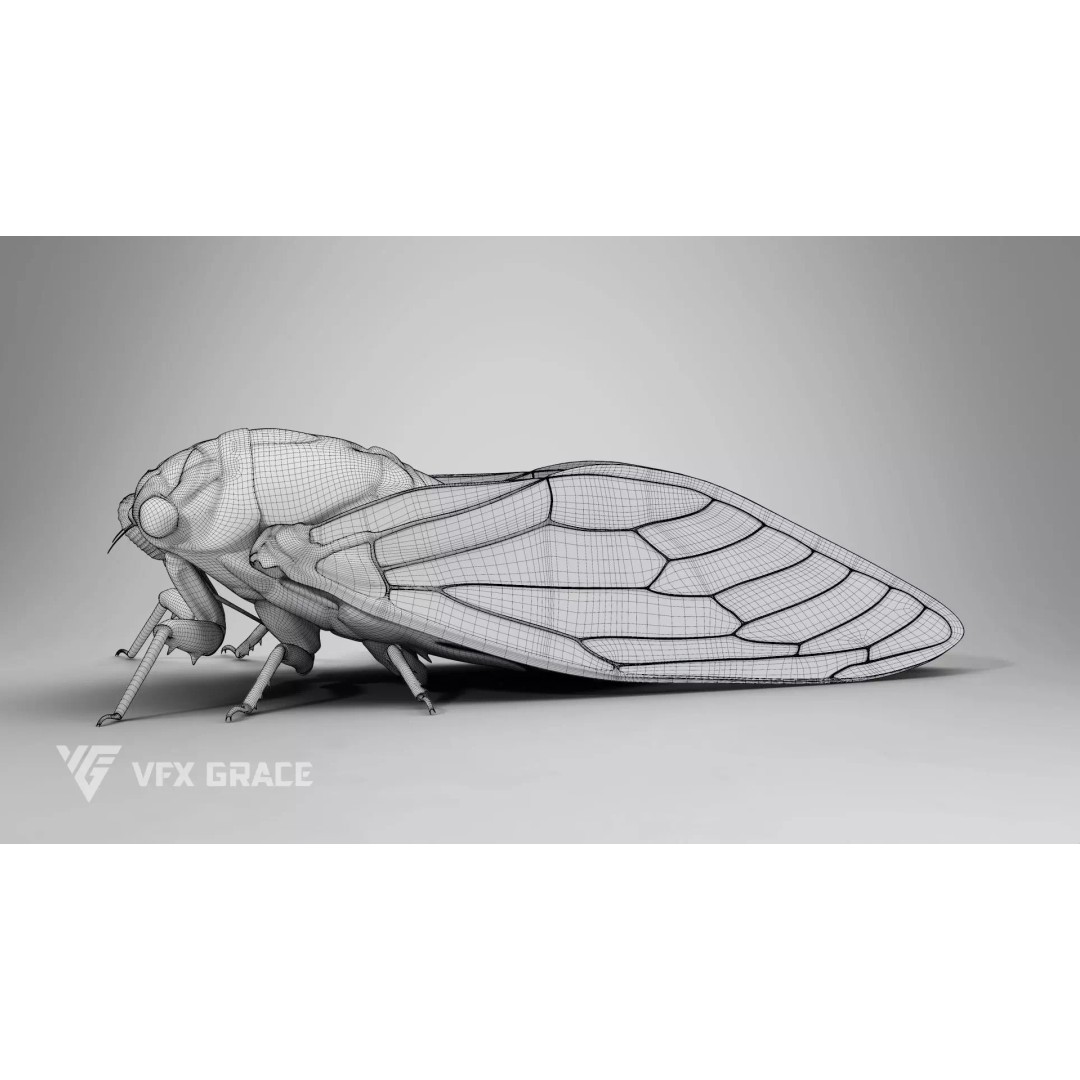 Cicada 3D Model – Rigged XGen Insect for Animation, Maya - View 17