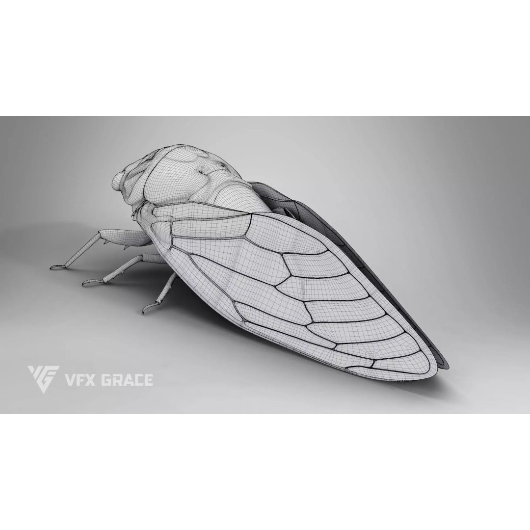 Cicada 3D Model – Rigged XGen Insect for Animation, Maya - View 18