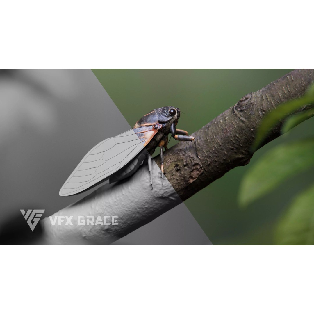 Cicada 3D Model – Rigged XGen Insect for Animation, Maya - View 3