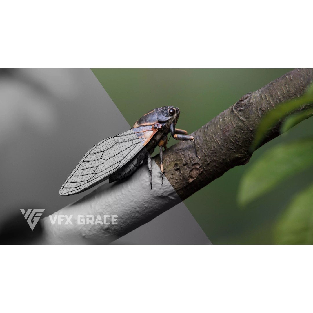 Cicada 3D Model – Rigged XGen Insect for Animation, Maya - View 4