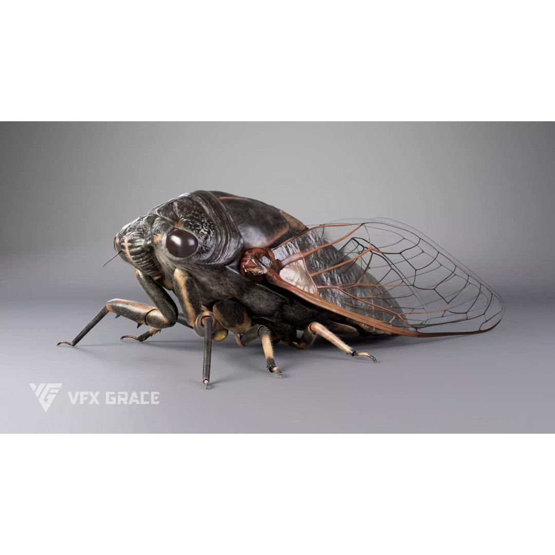 Cicada 3D Model – Rigged XGen Insect for Animation, Maya - View 5