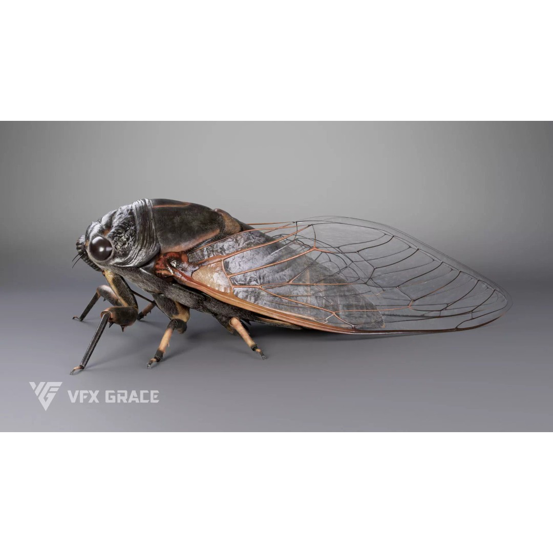 Cicada 3D Model – Rigged XGen Insect for Animation, Maya - View 6