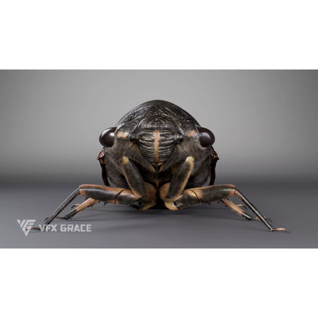 Cicada 3D Model – Rigged XGen Insect for Animation, Maya - View 7