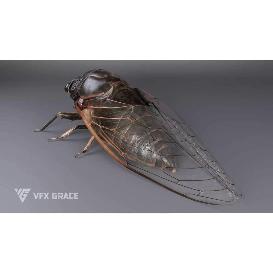 Cicada 3D Model – Rigged XGen Insect for Animation, Maya - View 8