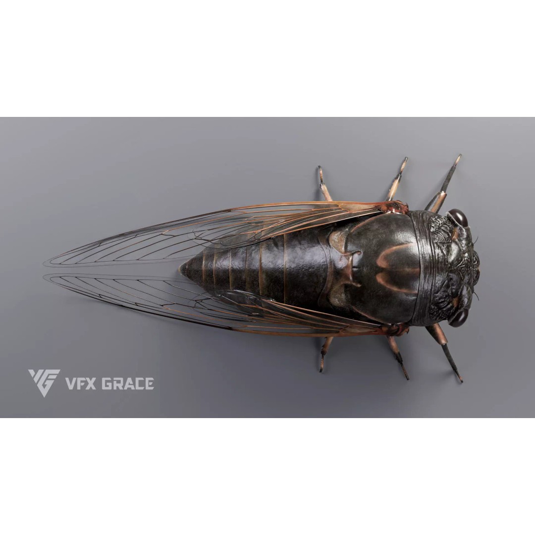 Cicada 3D Model – Rigged XGen Insect for Animation, Maya - View 9