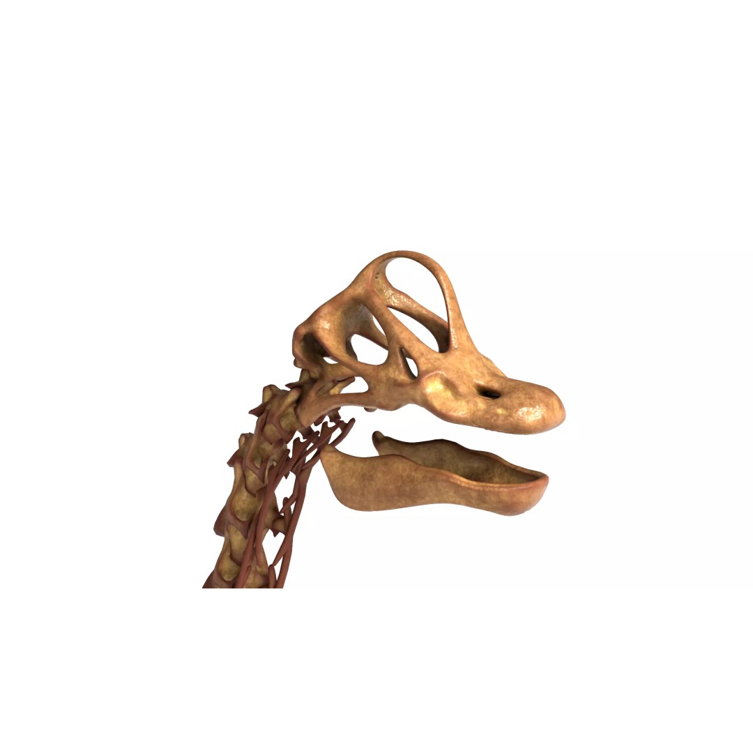 Brachiosaurus Skeleton 3D Model – Detailed Fossil Print Asset - View 10