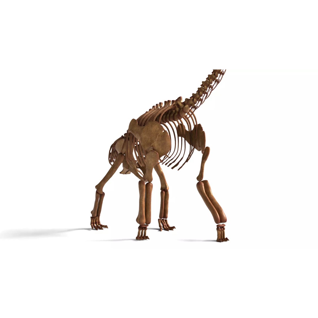 Brachiosaurus Skeleton 3D Model – Detailed Fossil Print Asset - View 11