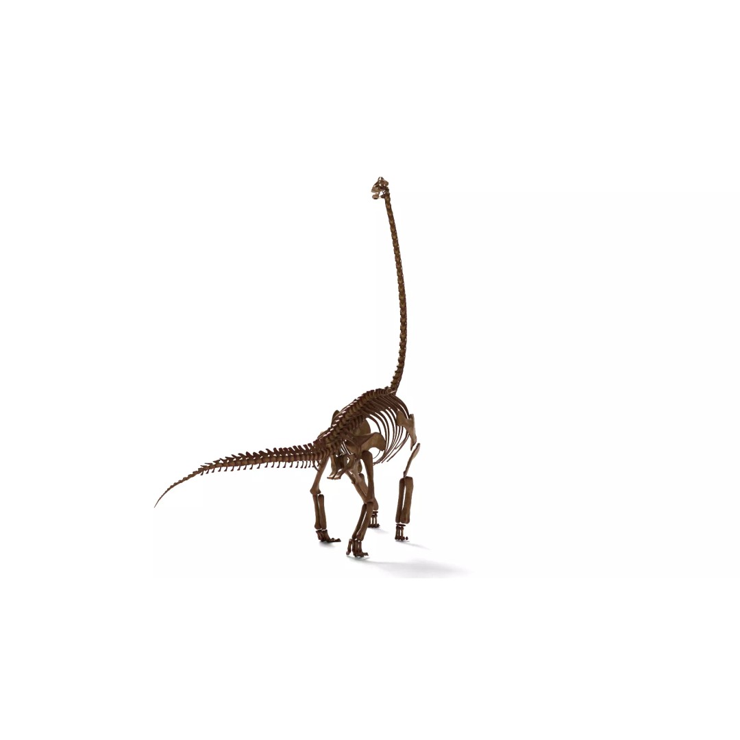 Brachiosaurus Skeleton 3D Model – Detailed Fossil Print Asset - View 12