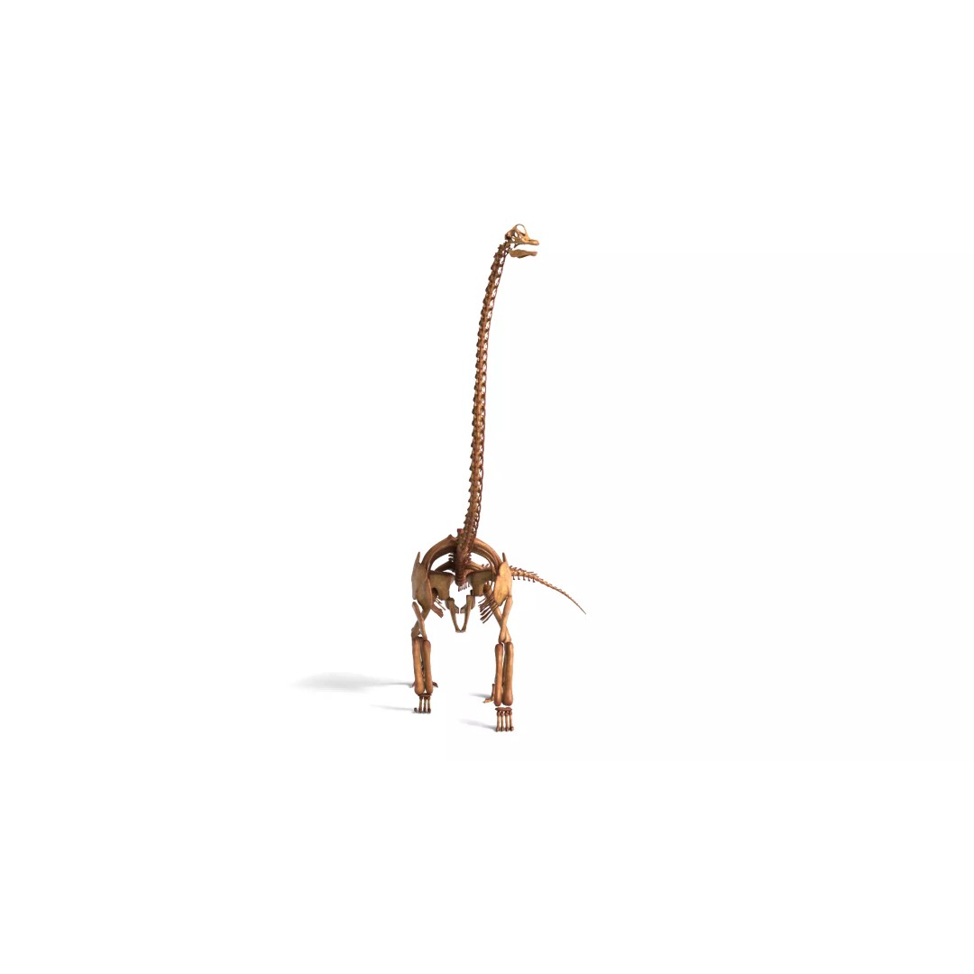 Brachiosaurus Skeleton 3D Model – Detailed Fossil Print Asset - View 13