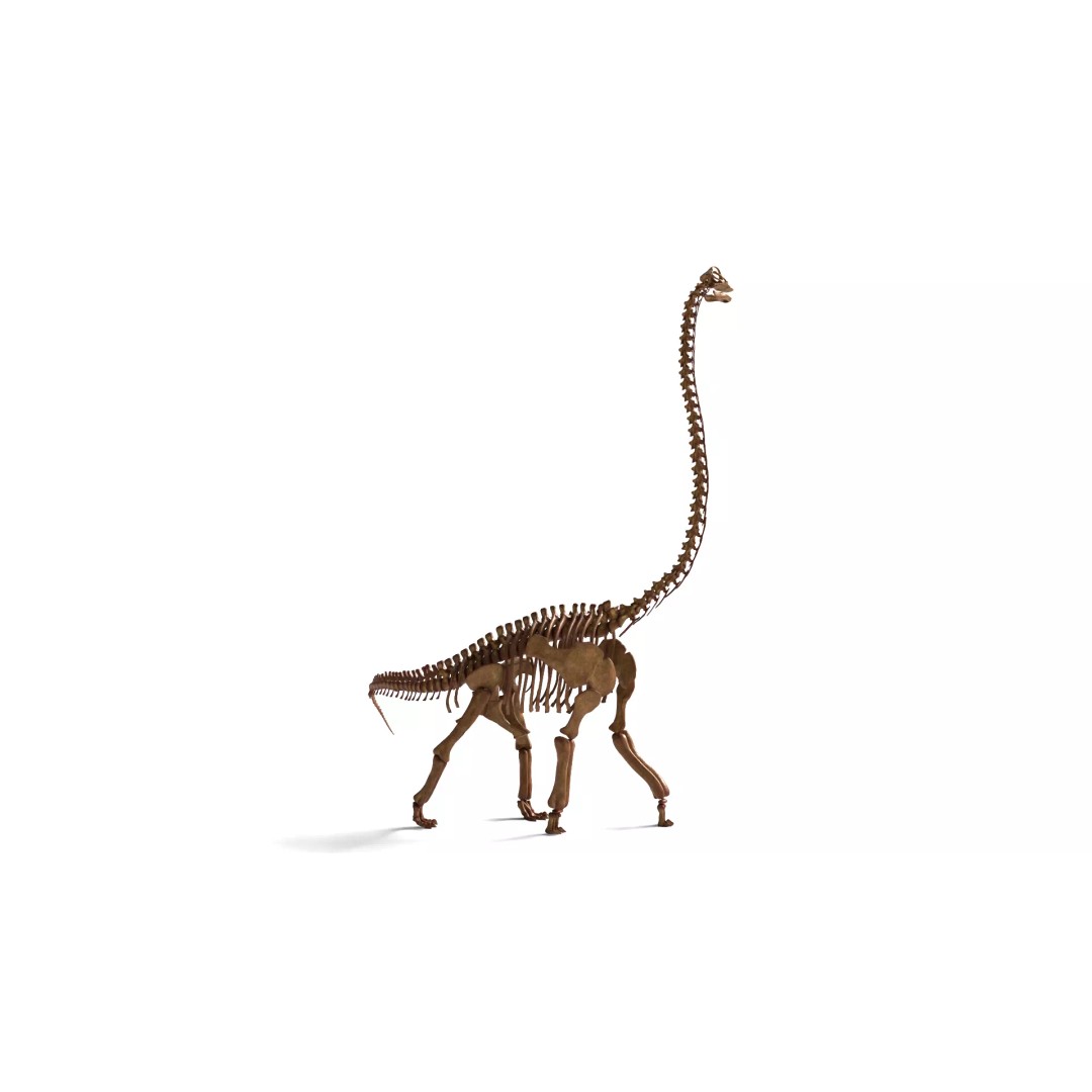 Brachiosaurus Skeleton 3D Model – Detailed Fossil Print Asset - View 14