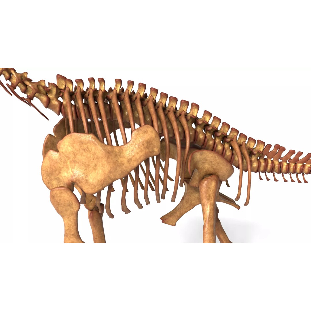 Brachiosaurus Skeleton 3D Model – Detailed Fossil Print Asset - View 15