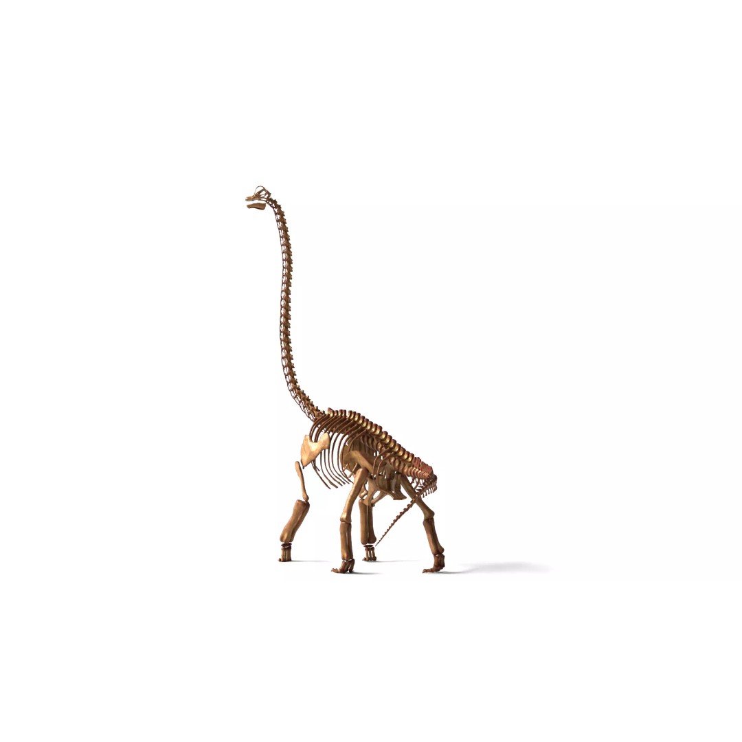 Brachiosaurus Skeleton 3D Model – Detailed Fossil Print Asset - View 2