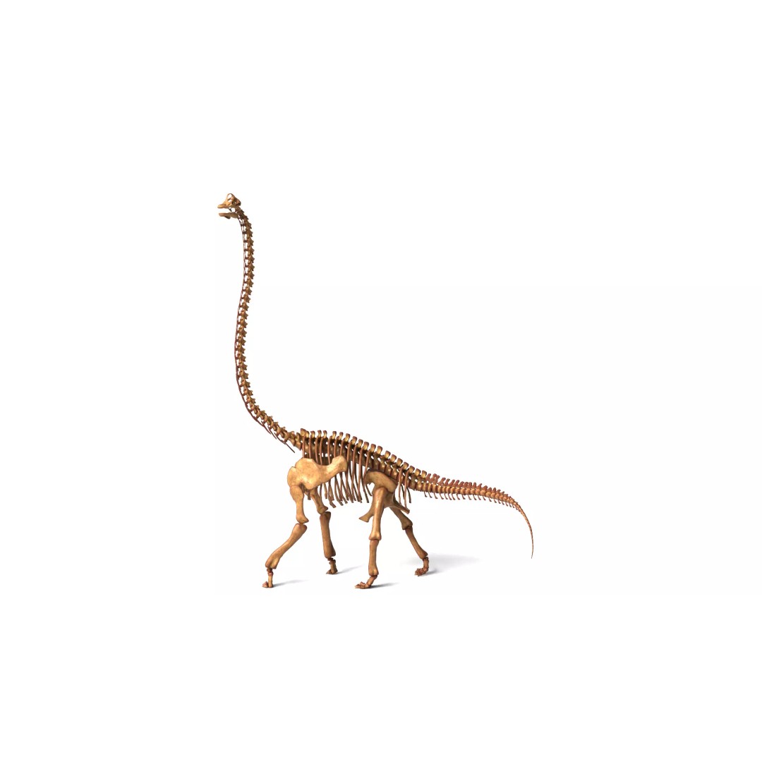 Brachiosaurus Skeleton 3D Model – Detailed Fossil Print Asset - View 3