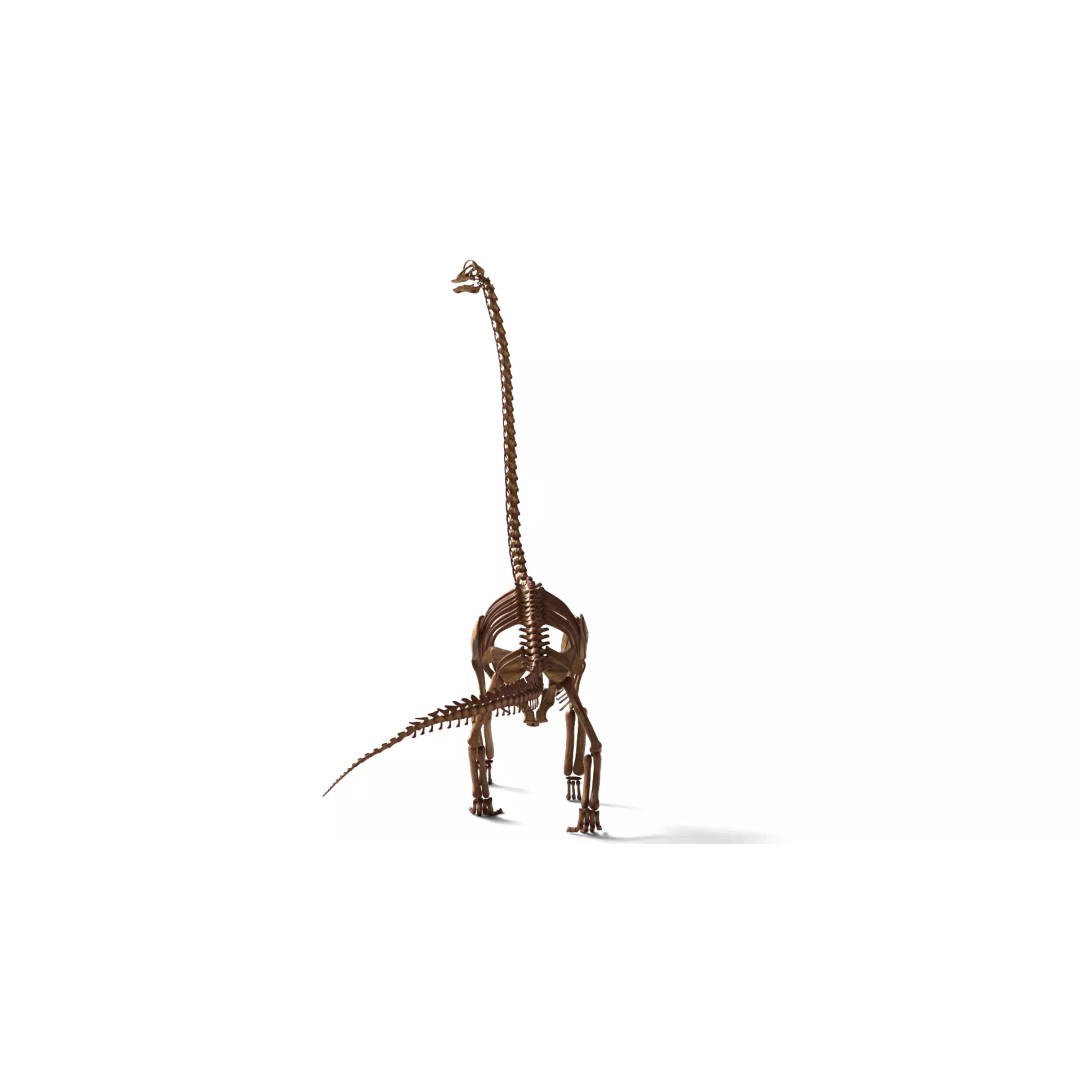 Brachiosaurus Skeleton 3D Model – Detailed Fossil Print Asset - View 4