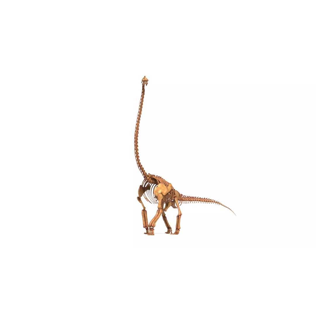 Brachiosaurus Skeleton 3D Model – Detailed Fossil Print Asset - View 5