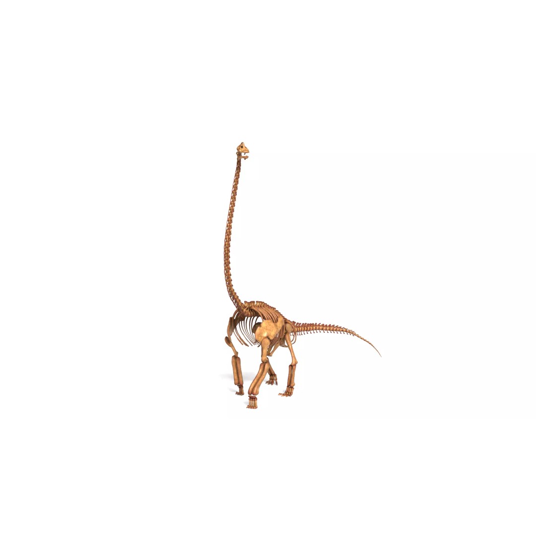 Brachiosaurus Skeleton 3D Model – Detailed Fossil Print Asset - View 8