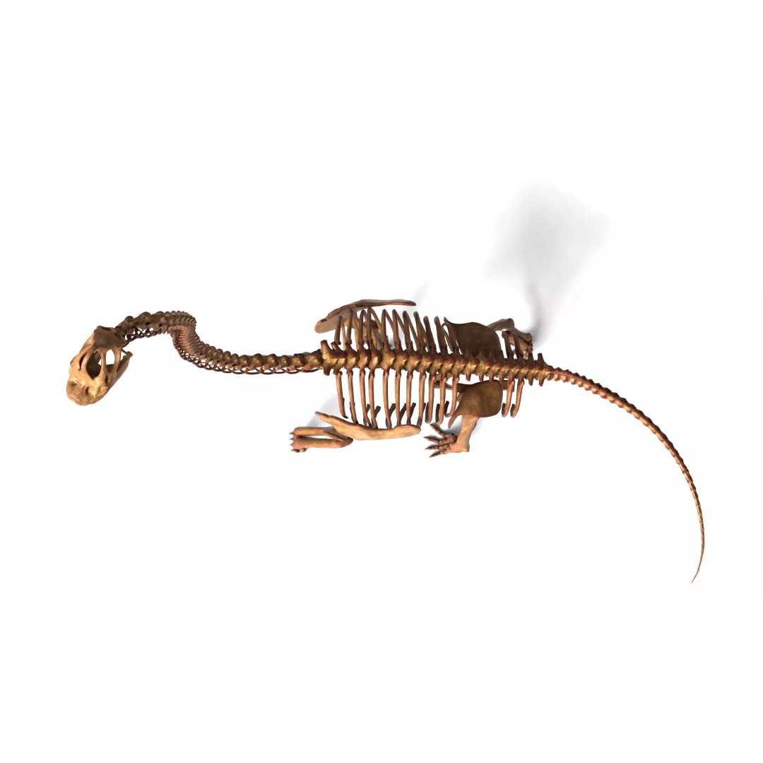 Brachiosaurus Skeleton 3D Model – Detailed Fossil Print Asset - View 9
