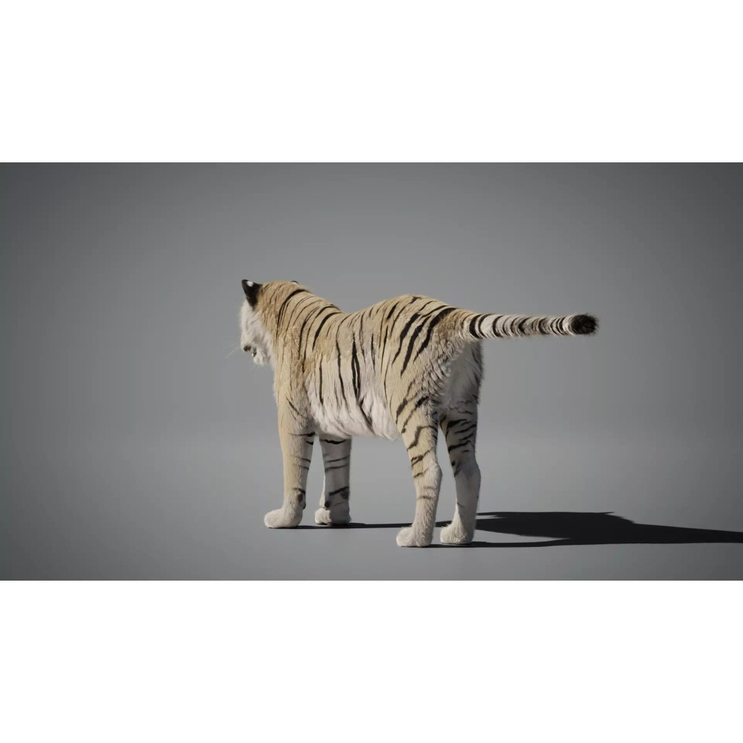 White Tiger 3D Model – High Poly Rigged Animation Asset, Blender - View 10