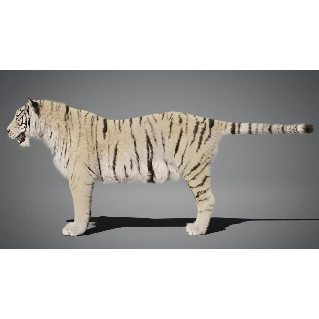 White Tiger 3D Model – High Poly Rigged Animation Asset, Blender - View 11
