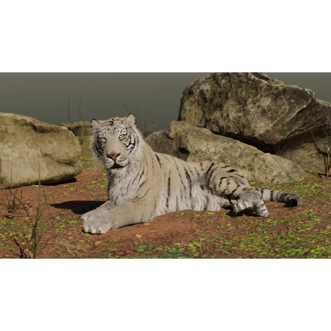 White Tiger 3D Model – High Poly Rigged Animation Asset, Blender - View 2