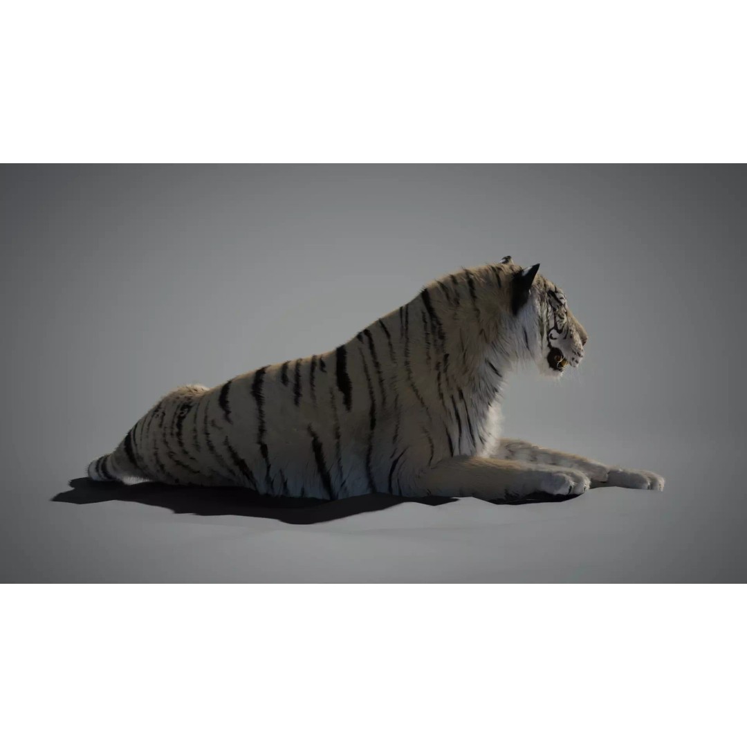 White Tiger 3D Model – High Poly Rigged Animation Asset, Blender - View 4