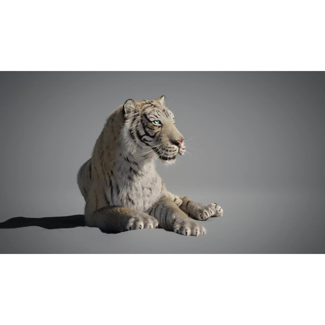 White Tiger 3D Model – High Poly Rigged Animation Asset, Blender - View 5