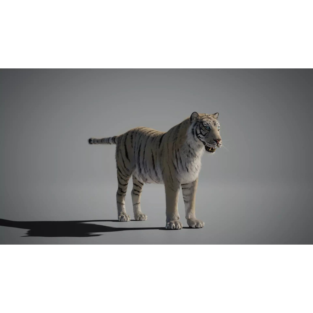 White Tiger 3D Model – High Poly Rigged Animation Asset, Blender - View 6
