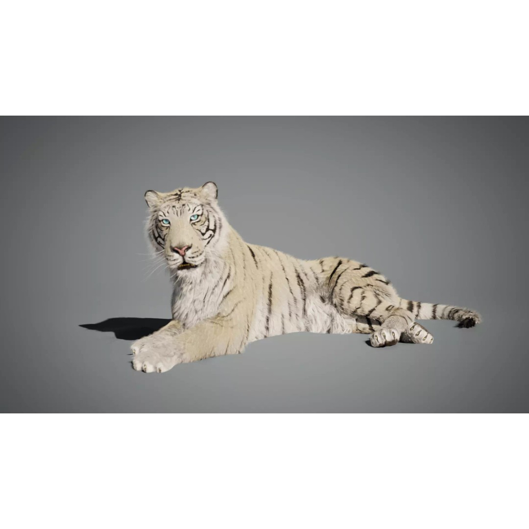 White Tiger 3D Model – High Poly Rigged Animation Asset, Blender - View 7