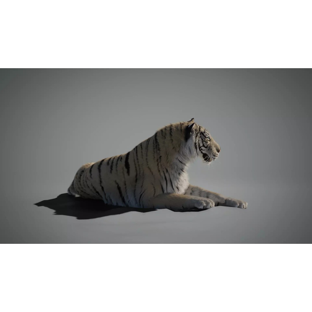 White Tiger 3D Model – High Poly Rigged Animation Asset, Blender - View 8