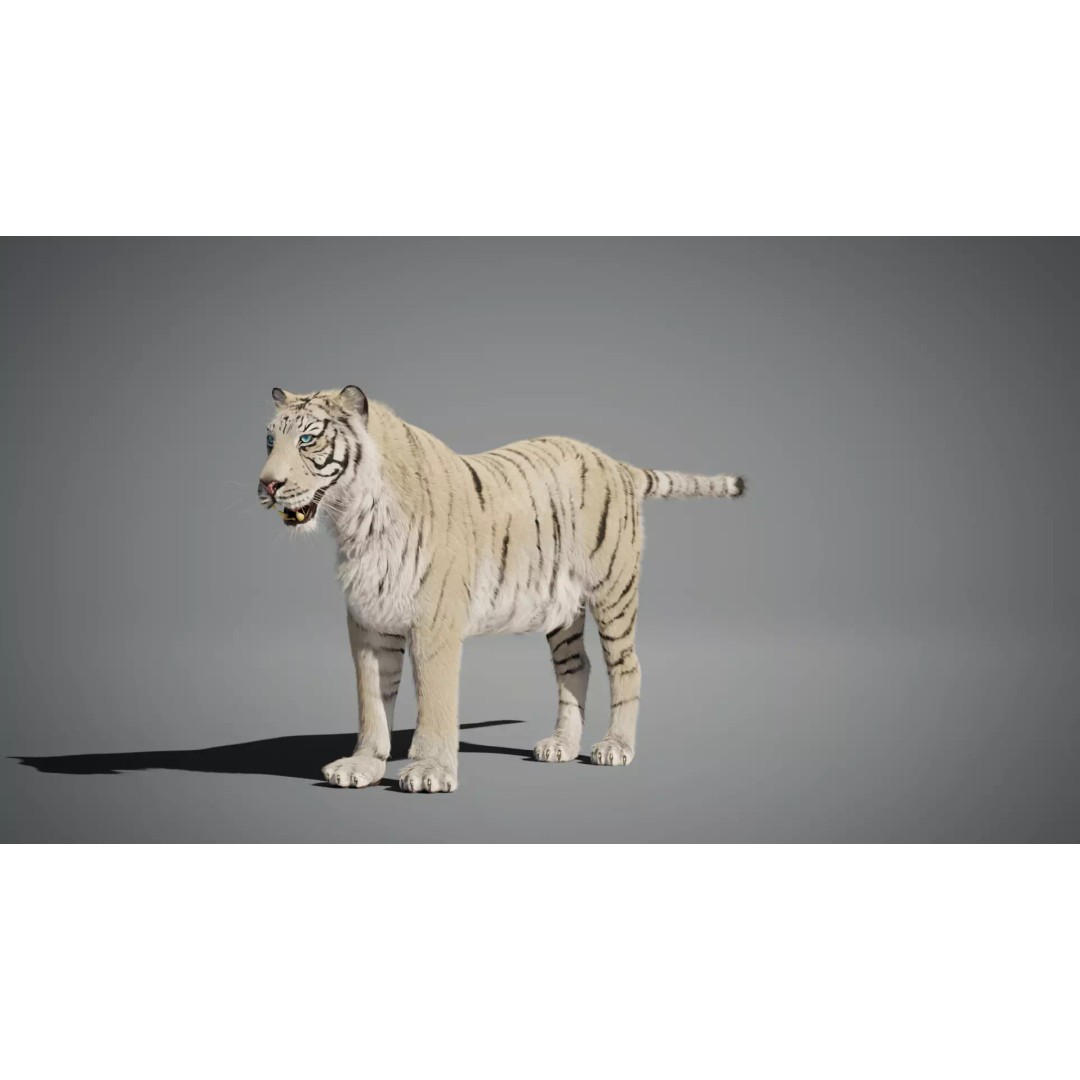 White Tiger 3D Model – High Poly Rigged Animation Asset, Blender - View 9