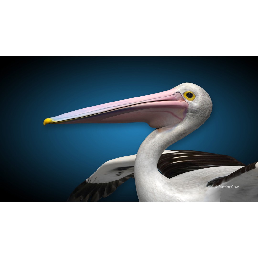 Realistic Pelican 3D Model – Rigged Animated Game Asset, FBX - View 10