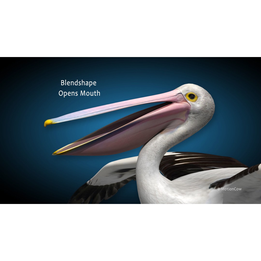 Realistic Pelican 3D Model – Rigged Animated Game Asset, FBX - View 11